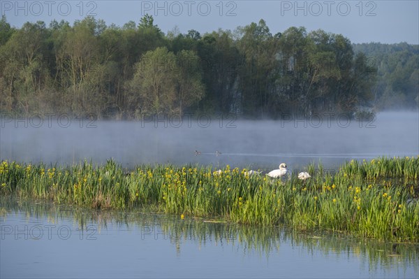 Wetland, wet meadow, water surface, mute swans (Cygnus olor), marsh iris (Iris pseudacorus) in