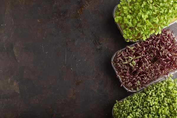 Set of boxes with microgreen sprouts of amaranth, rucola, mustard on black concrete background. Top