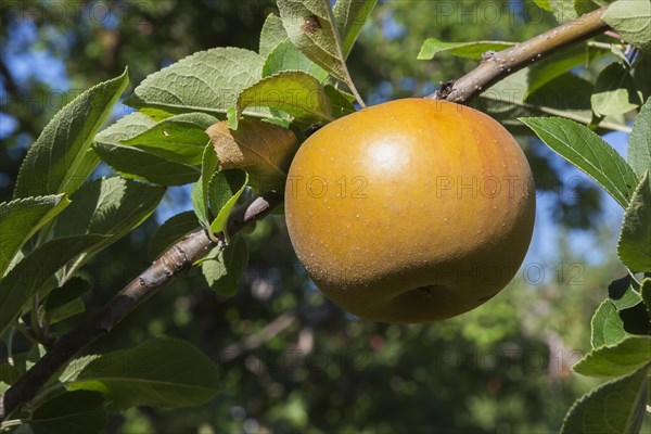 Apple (Malus domestica) tree branch with golden yellow fruit in late summer, Quebec, Canada, North