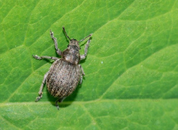 Grey spherical weevil (Philopedon plagiatus), grey beetle crawling on the surface of a green leaf