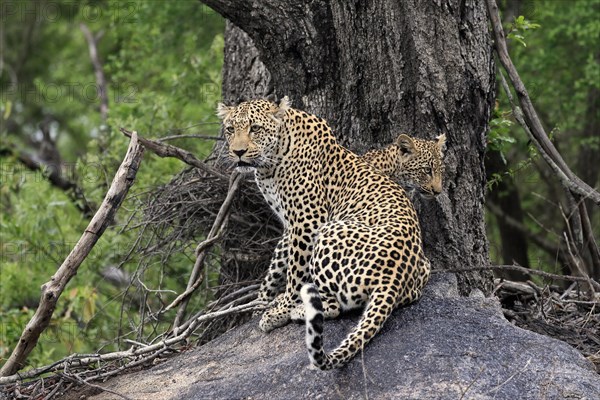 Leopard (Panthera pardus), adult with young, observed, alert, sitting, on rocks, Sabi Sand Game