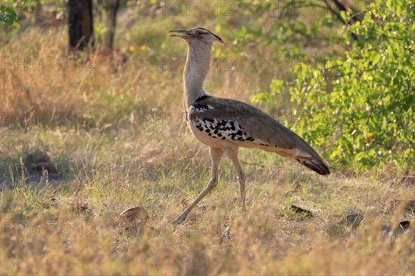 Kori bustard (Ardeotis kori), adult, foraging, vigilant, Kruger National Park, Kruger National