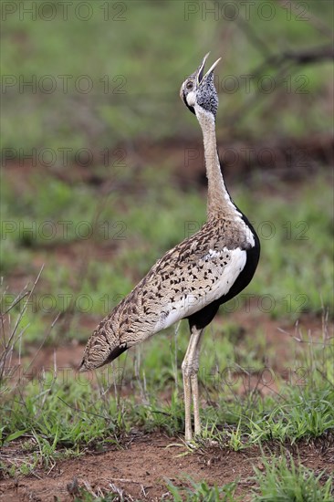 Red-crested Bustard, (Lophotis ruficrista), adult, calling, Kruger National Park, Kruger National