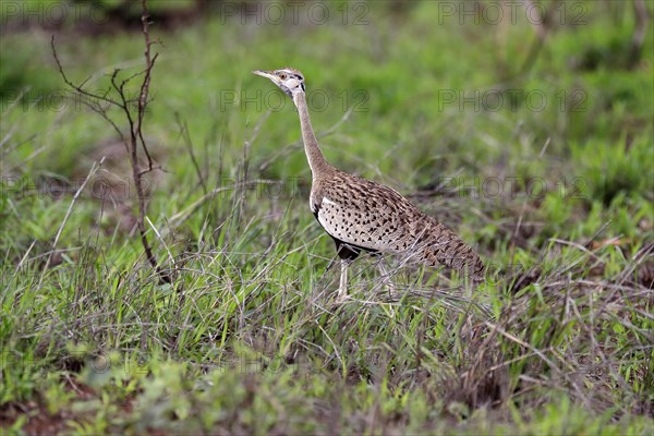 Red-crested Bustard, (Lophotis ruficrista), adult, foraging, vigilant, Kruger National Park, Kruger