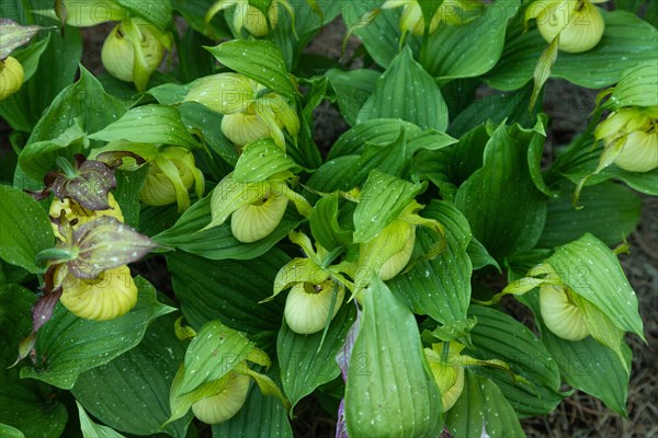 Beautiful orchid flowers of yellow color with green leaves in the garden. Lady's-slipper hybrids.
