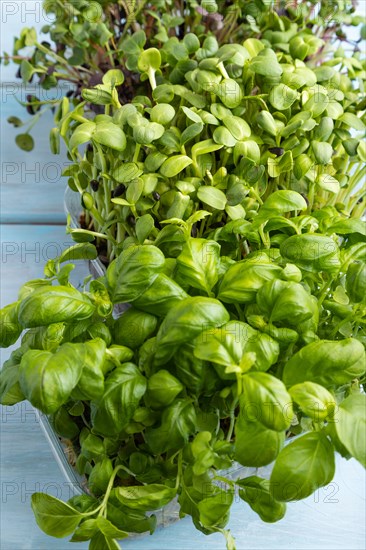 Set of boxes with microgreen sprouts of sunflower, basil, radish on blue wooden background. Side