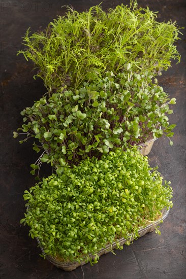 Set of boxes with microgreen sprouts of watercress, mizuna and kohlrabi cabbage on black concrete