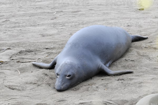 California sea lions, Adult and subadult male California sea lion (Zalophus californianus),