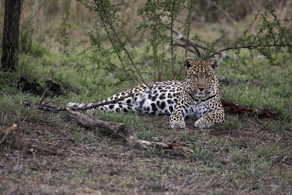 Leopard (Panthera pardus), adult, observed, alert, lying, on ground, Sabi Sand Game Reserve, Kruger