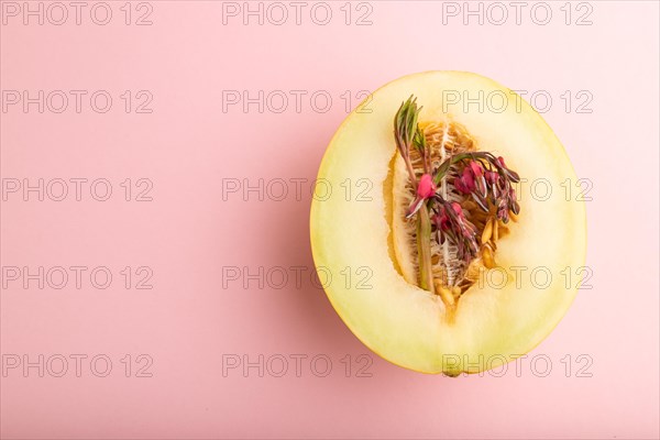 Sliced ripe yellow melon and dicentra flowers on pink pastel background. Top view, flat lay, copy