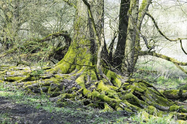 Underwashed rootstocks of trees, board roots of a european white elm (Ulmus laevis), bright green