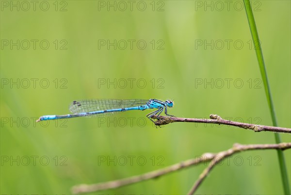 Azure damselfly (Coenagrion puella), mature male sitting on a dry branch, blurred green background,