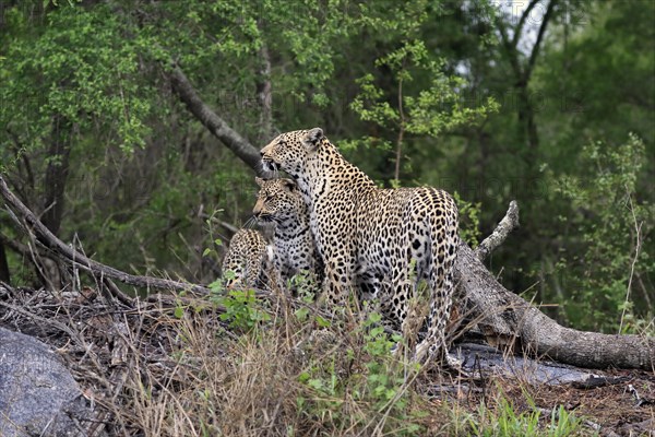 Leopard (Panthera pardus), adult with young, observed, social behaviour, Sabi Sand Game Reserve,