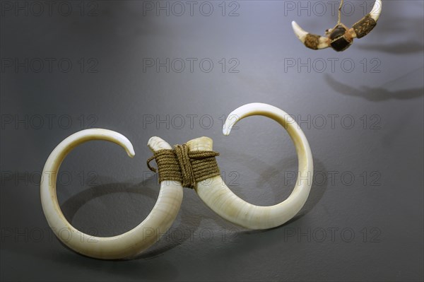 South Sea jewellery, wild boar tusker, South Sea collection, Obergünzburg, Allgäu, Bavaria,