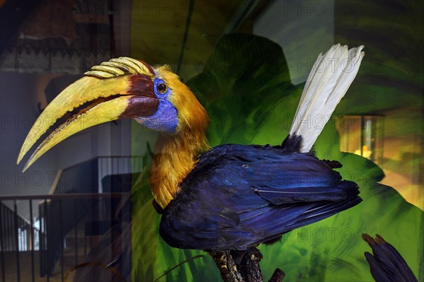 Hornbill (Bucerotidae), South Sea Collection, Obergünzburg, Allgäu, Bavaria, Germany, Europe