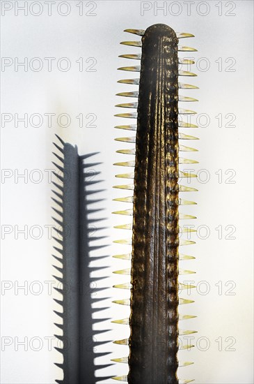 Rostrum of sawfish, South Sea Collection, Obergünzburg, Allgäu, Bavaria, Germany, Europe