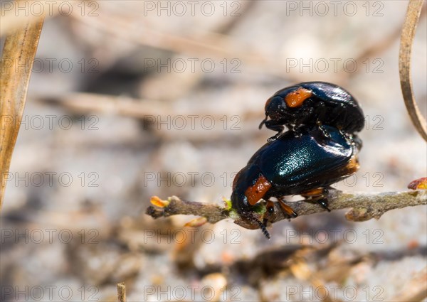 Leaf beetle species (Chrysomela collaris) on a branch of creeping willow (Salix repens), mating,