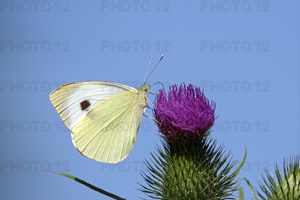 Large cabbage white butterfly (Pieris brassica), foraging, on a thistle, against blue sky, Gahlen,