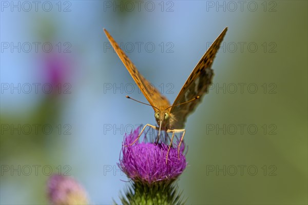 Silver-washed fritillary (Argynnis paphia), foraging on a thistle, Gahlen, North Rhine-Westphalia,