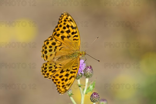 Silver-washed fritillary (Argynnis paphia), foraging on a thistle, Gahlen, North Rhine-Westphalia,