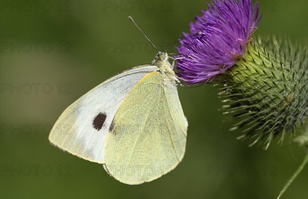 Large cabbage white butterfly (Pieris brassica), foraging on a thistle, Gahlen, North