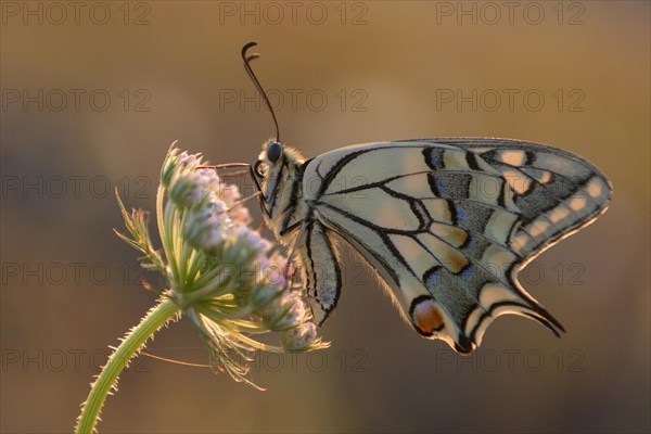 Swallowtail (Papilio machaon), at the roost, shortly after sunrise, backlit, Bottrop, Ruhr area,