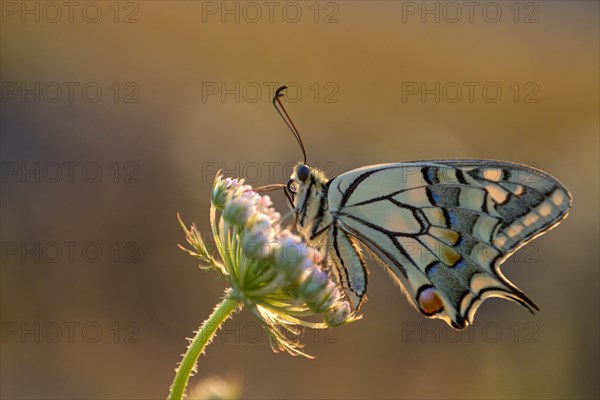 Swallowtail (Papilio machaon), at the roost, shortly after sunrise, backlit, Bottrop, Ruhr area,