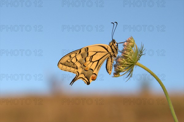 Swallowtail (Papilio machaon), at roost, shortly after sunrise, against blue sky, Bottrop, Ruhr
