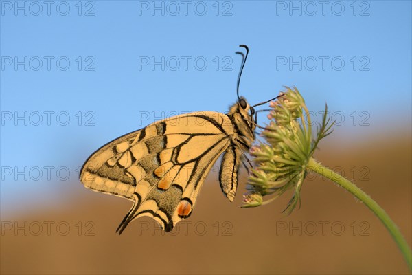 Swallowtail (Papilio machaon), at roost, shortly after sunrise, against blue sky, Bottrop, Ruhr