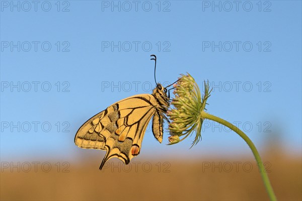 Swallowtail (Papilio machaon), at roost, shortly after sunrise, against blue sky, Bottrop, Ruhr