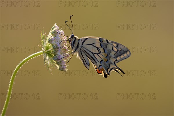 Swallowtail (Papilio machaon), at the roost, shortly after sunrise, backlit, Bottrop, Ruhr area,