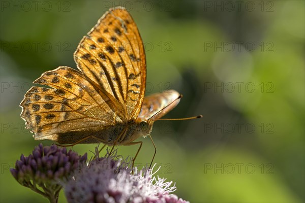 Silver-washed fritillary (Argynnis paphia), foraging, backlit, Gahlen, North Rhine-Westphalia,