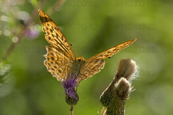 Silver-washed fritillary (Argynnis paphia), foraging, backlit, Gahlen, North Rhine-Westphalia,