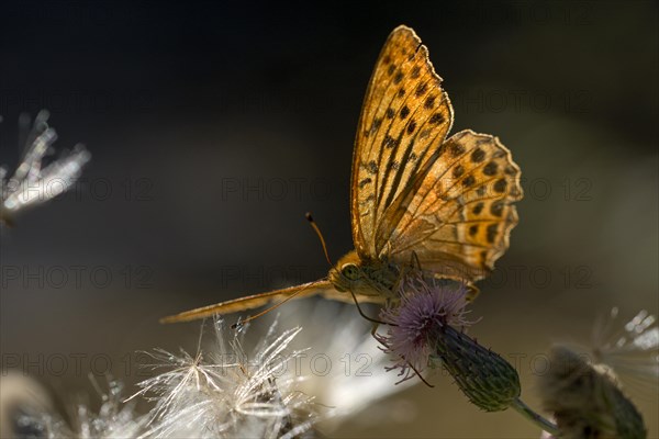 Silver-washed fritillary (Argynnis paphia), foraging, backlit, Gahlen, North Rhine-Westphalia,