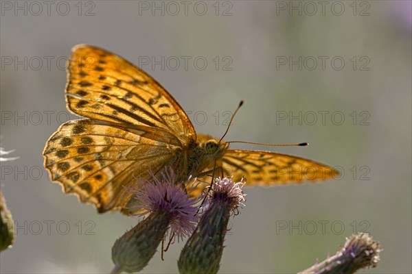 Silver-washed fritillary (Argynnis paphia), foraging, backlit, Gahlen, North Rhine-Westphalia,