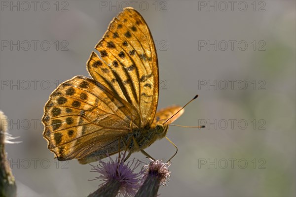Silver-washed fritillary (Argynnis paphia), foraging, backlit, Gahlen, North Rhine-Westphalia,