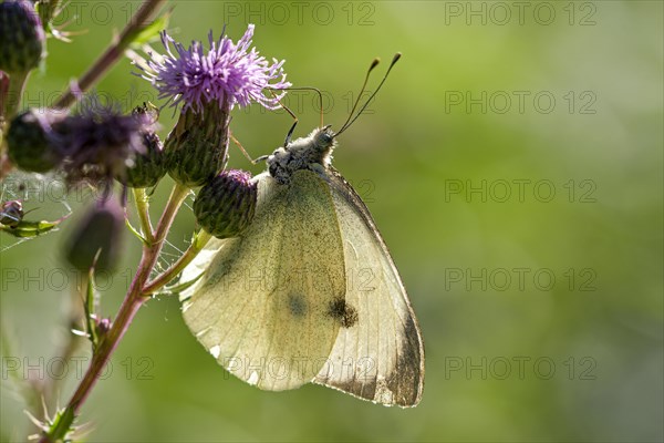 Large cabbage white butterfly (Pieris brassica), foraging on a thistle, Gahlen, North