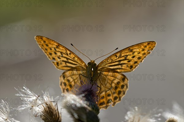 Silver-washed fritillary (Argynnis paphia), foraging, backlit, Gahlen, North Rhine-Westphalia,