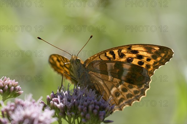 Silver-washed fritillary (Argynnis paphia), foraging, backlit, Gahlen, North Rhine-Westphalia,