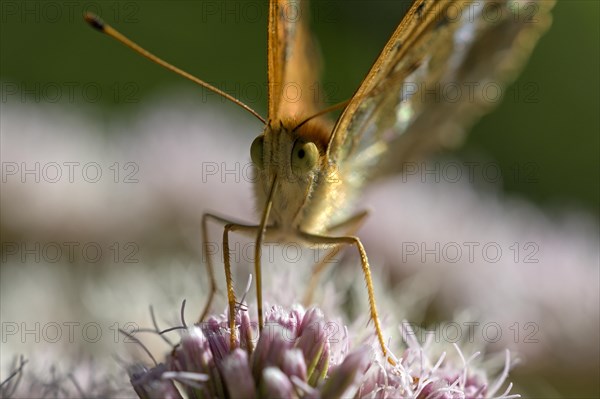 Silver-washed fritillary (Argynnis paphia), portrait, foraging, Gahlen, North Rhine-Westphalia,