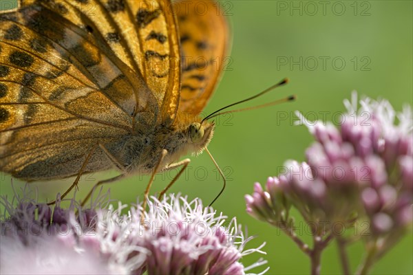Silver-washed fritillary (Argynnis paphia), portrait, foraging, Gahlen, North Rhine-Westphalia,