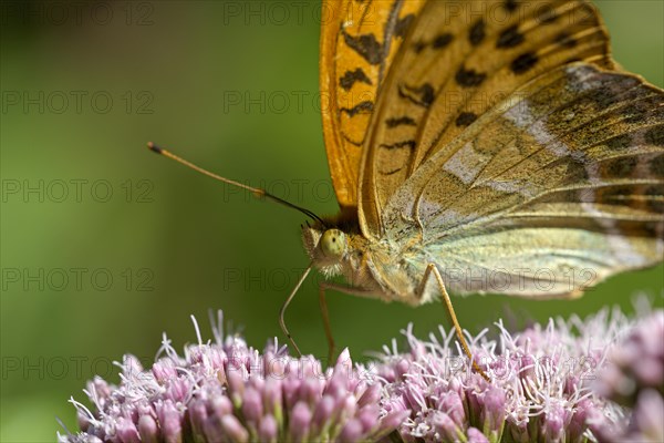 Silver-washed fritillary (Argynnis paphia), portrait, foraging, Gahlen, North Rhine-Westphalia,