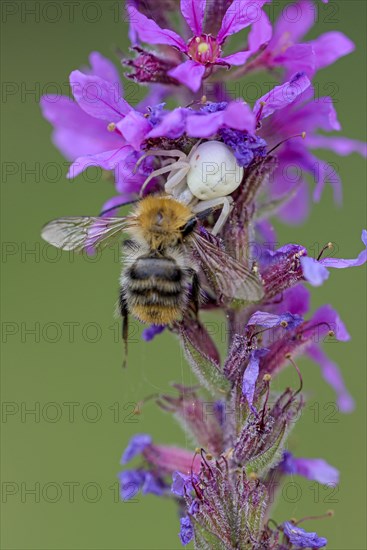 Goldenrod crab spider (Misumena vatia), female, with captured bee, Oberhausen, Ruhr area, North
