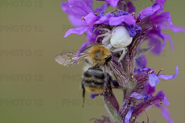 Goldenrod crab spider (Misumena vatia), female, with captured bee, Oberhausen, Ruhr area, North