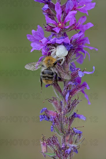 Goldenrod crab spider (Misumena vatia), female, with captured bee, Oberhausen, Ruhr area, North