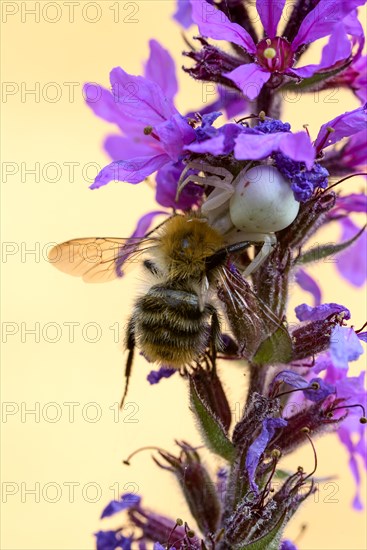 Goldenrod crab spider (Misumena vatia), female, with captured bee, Oberhausen, Ruhr area, North