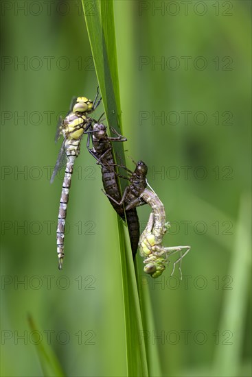 Southern hawker (Aeshna cyanea), freshly hatched dragonflies, with larval skin, Oberhausen, Ruhr