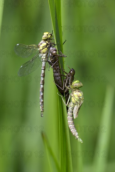 Southern hawker (Aeshna cyanea), freshly hatched dragonflies, with larval skin, Oberhausen, Ruhr