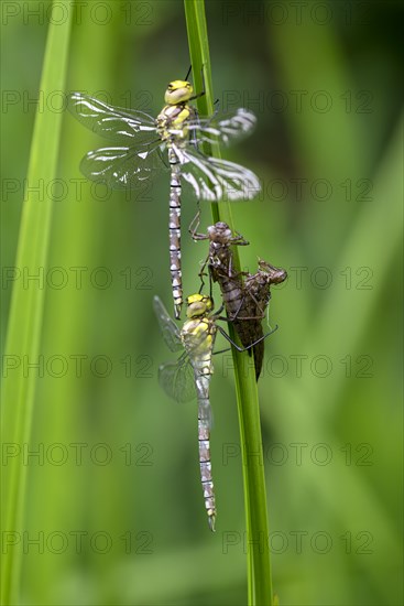 Southern hawker (Aeshna cyanea), freshly hatched dragonflies, with larval skin, Oberhausen, Ruhr