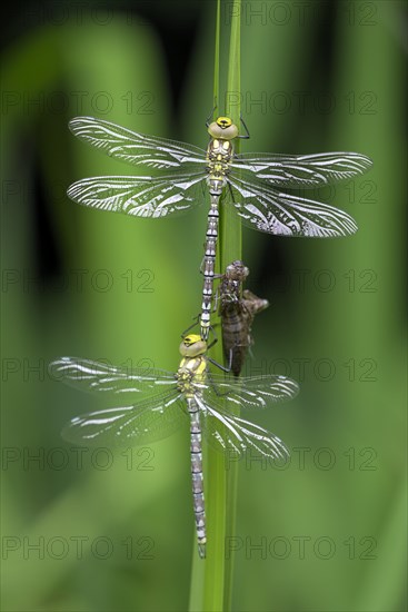Southern hawker (Aeshna cyanea), freshly hatched dragonflies, with larval skin, Oberhausen, Ruhr